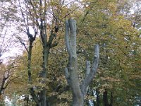 DSC7631  Un arbre&#34; totem&#34;, maintenu en place afin de ne pas trop déstabiliser son environnement