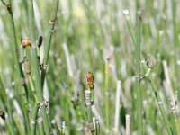 DSC1158 DxO  Plantes sans fleurs qui se reproduisent par des spores contenues dans des sporanges. Ptéridophytes (Fougères).