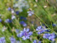 DSC1179 DxO  Bleuets- Centaurea cyanus- Asteracés