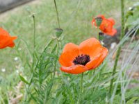 DSC1196 DxO  Coquelicots, Papaver rhoeas- Papavéracées. Bleuets et coquelicots sont des plantes de moisson qui ont tendance à disparaître sous l'action des herbicides.