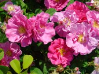 DSC0066 DxO  Rosa gallica officinalis. Connue des Grecs et des Romains, la légende prétend que le comte Thibaud de Champagne aurait rapporté cette rose à Provins au retour de la dernière croisade en 1240.