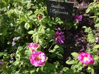 DSC3959  avec bien sûr, la célèbre Rosa gallica officinalis