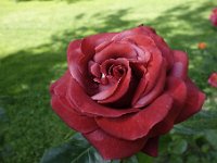 DSC3968